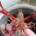 小龙虾