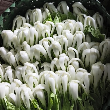 湛江麻章小白菜批发