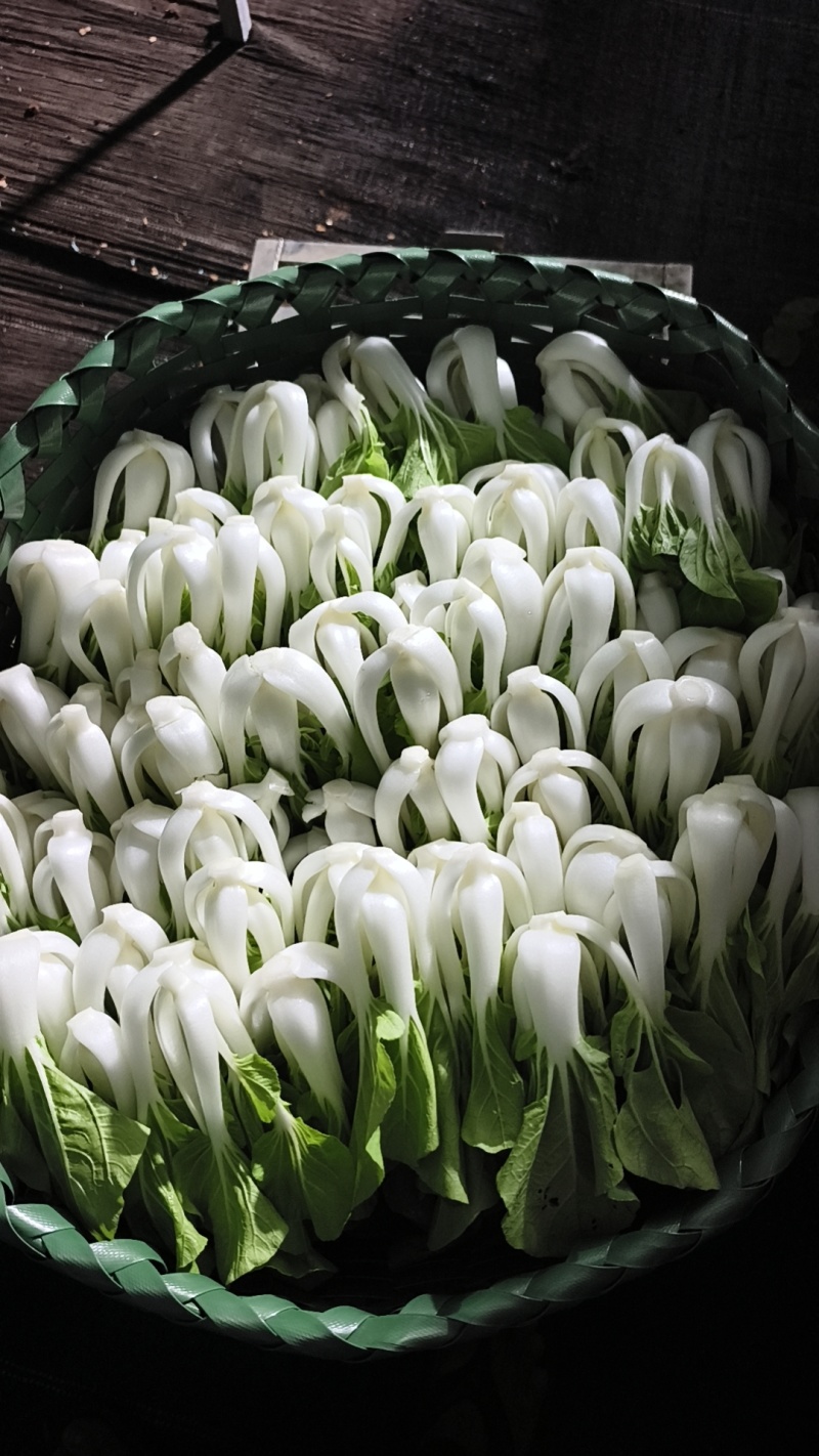 湛江麻章小白菜批发
