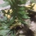 野生中草药，山里挖了的，打包价5000