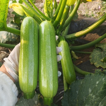 小瓜西葫芦