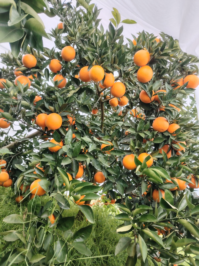 湖南江永夏橙