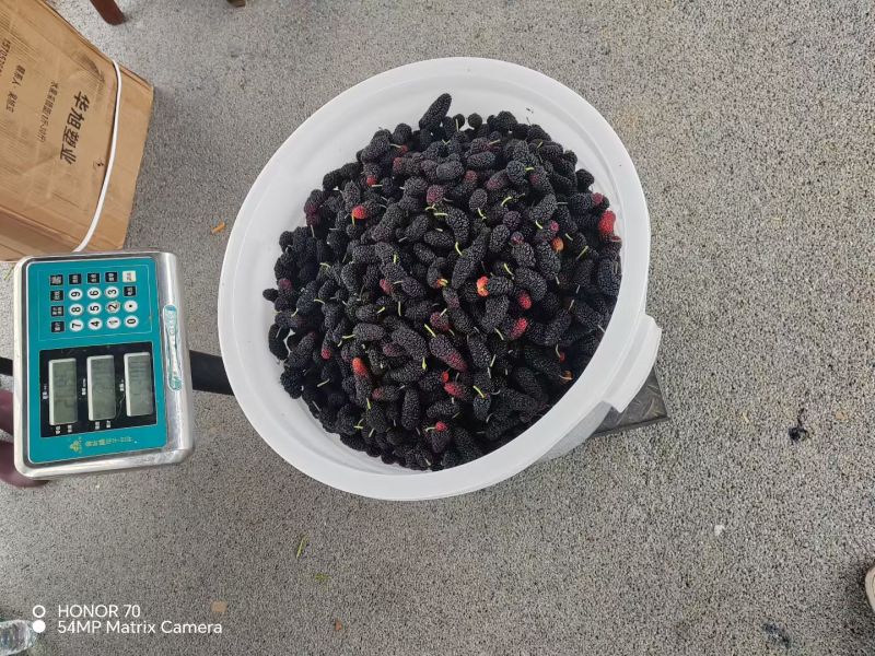 桑椹
