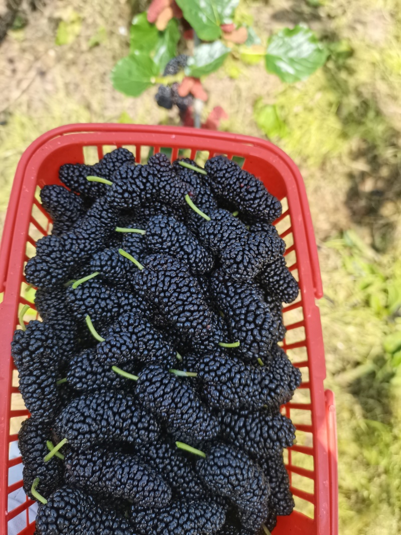 桑椹