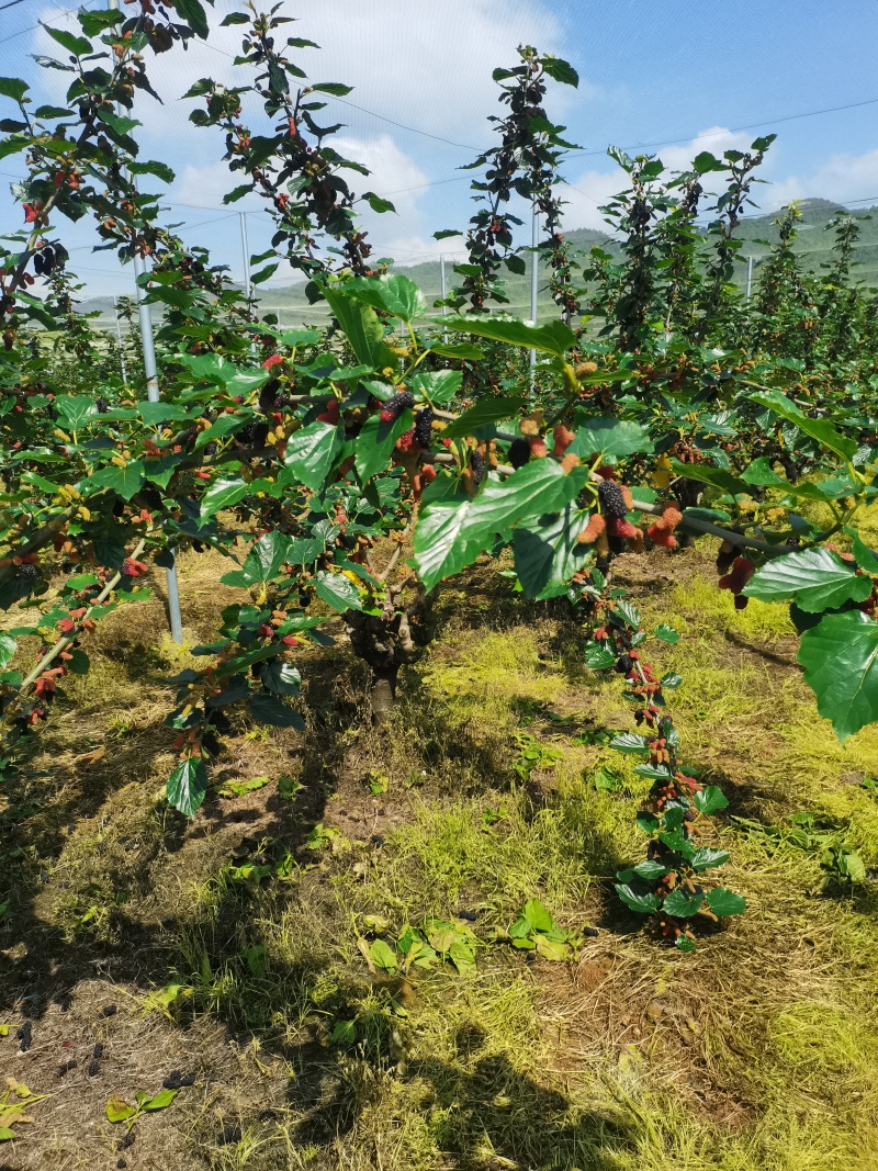 桑椹