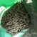 高山绿茶大肉茶