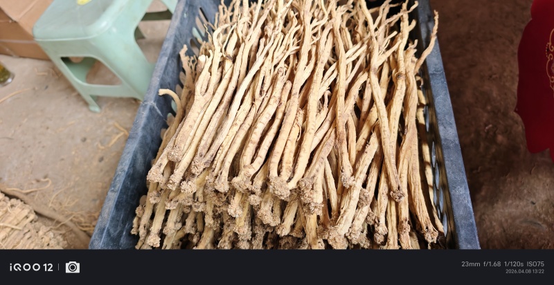 甘肃白条党参