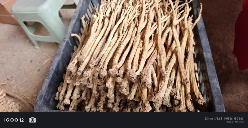 甘肃白条党参