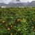 湖南江永夏橙