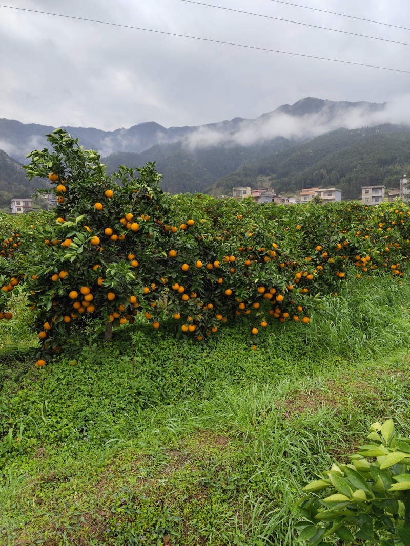 湖南江永夏橙
