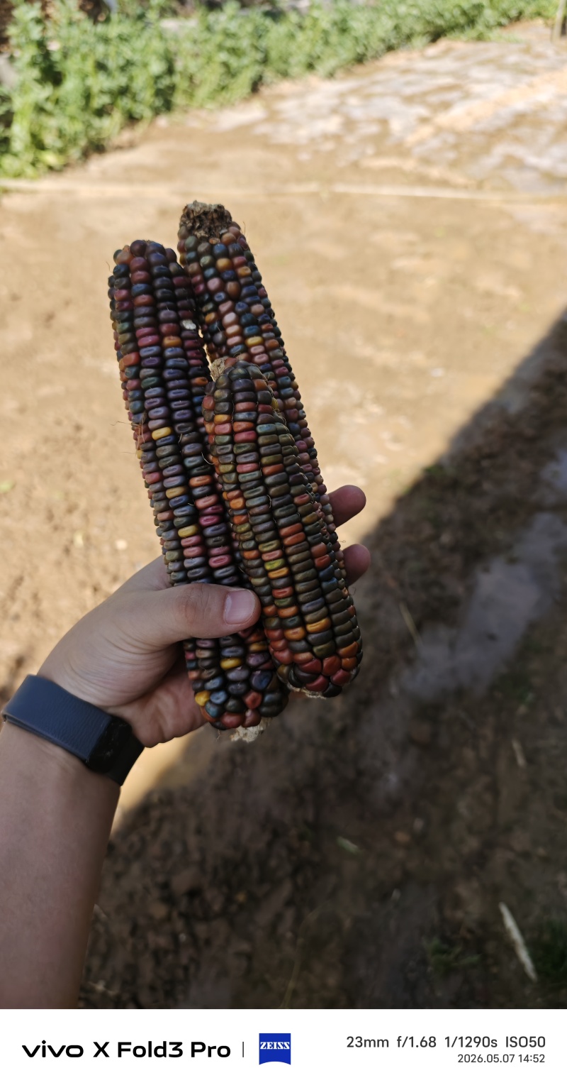 文玩玉米