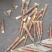 新鲜竹笋