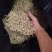 山东临沂费县金银花