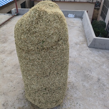山东临沂费县金银花
