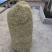 山东临沂费县金银花
