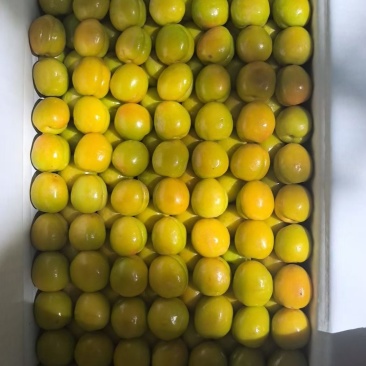 新疆小白杏
