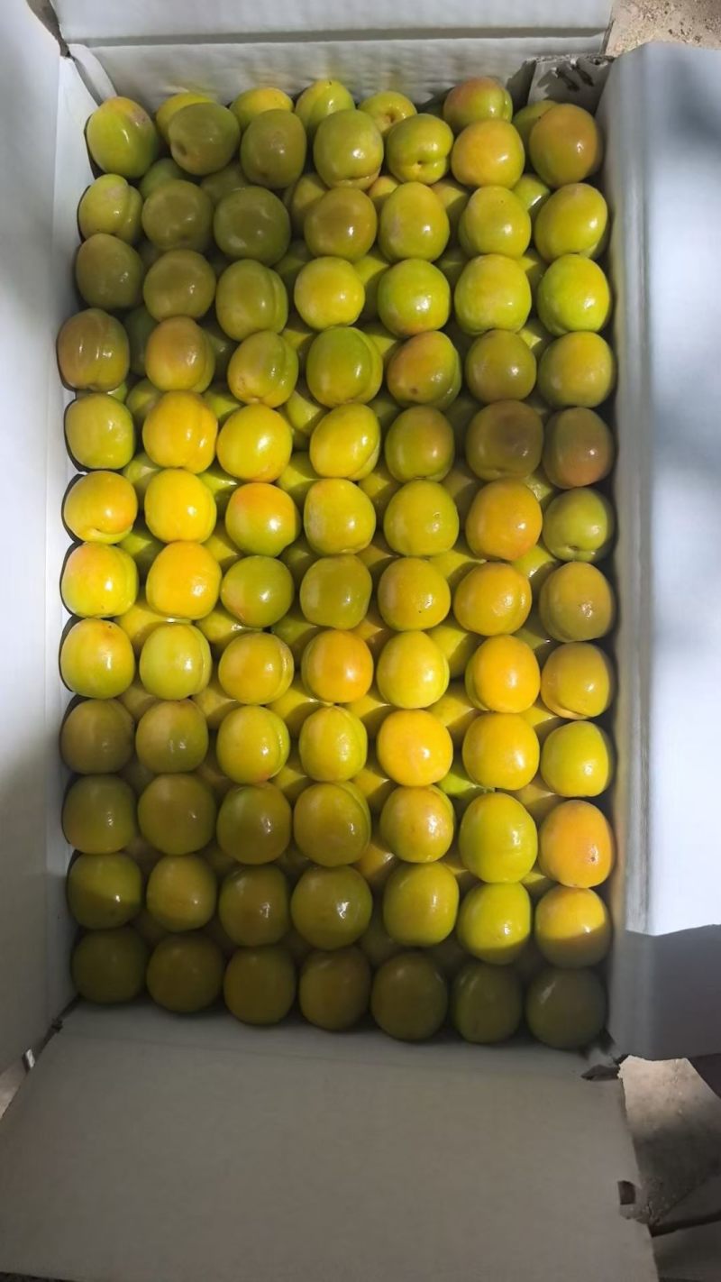 新疆小白杏