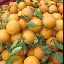 血橙