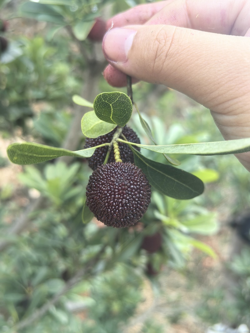 石屏杨梅自家中小规模种植