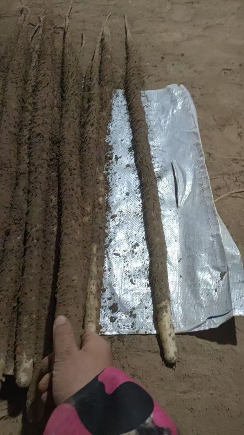铁棍山药
