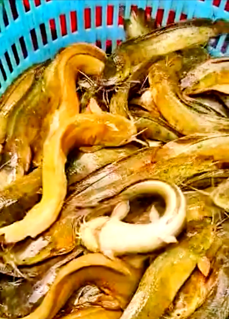 塘角鱼