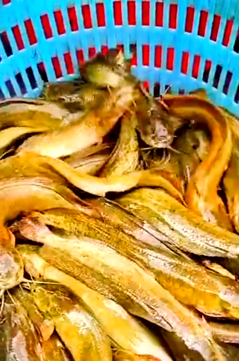塘角鱼