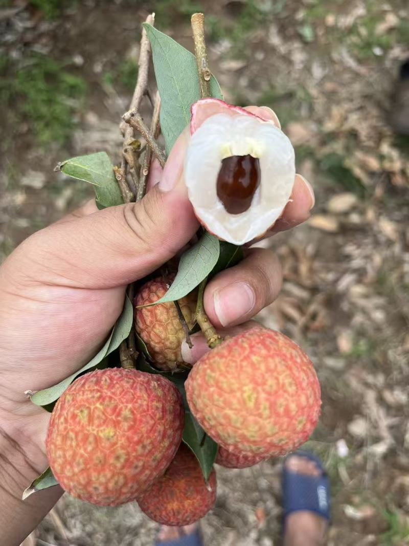 广东湛江荔枝