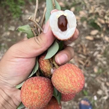 广东湛江荔枝