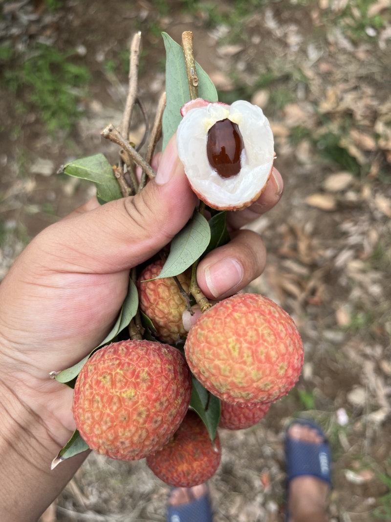 广东湛江荔枝
