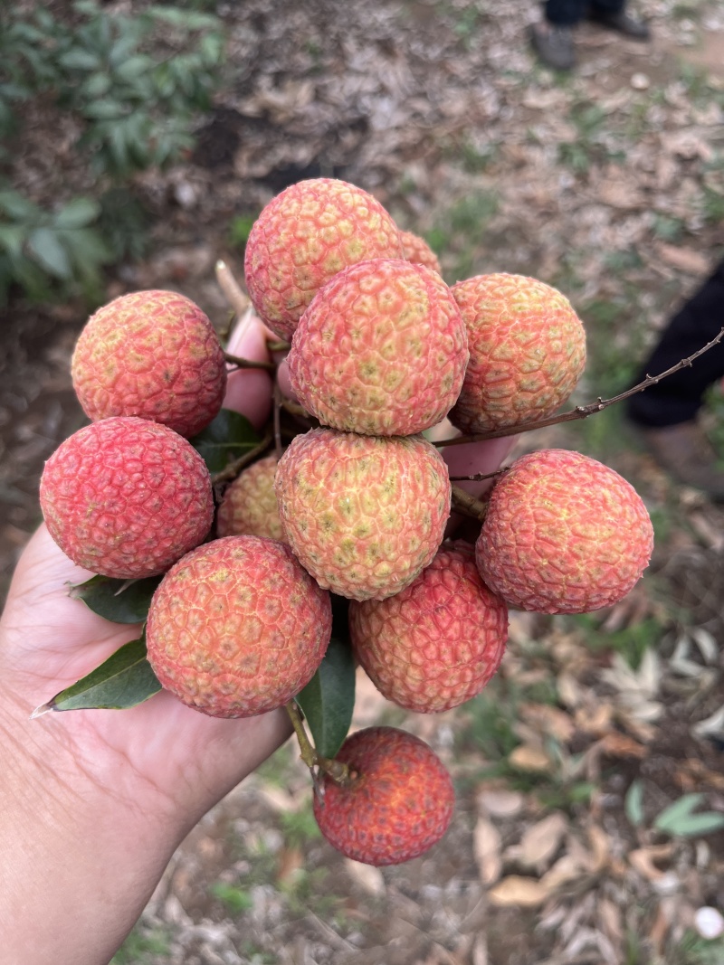 广东湛江荔枝