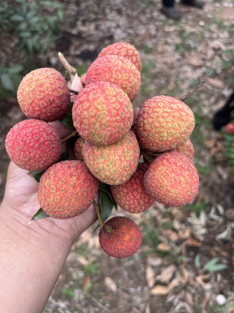 广东湛江荔枝