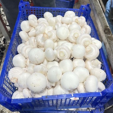 常年供应新鲜双孢菇，各类等级都有，量大从优。