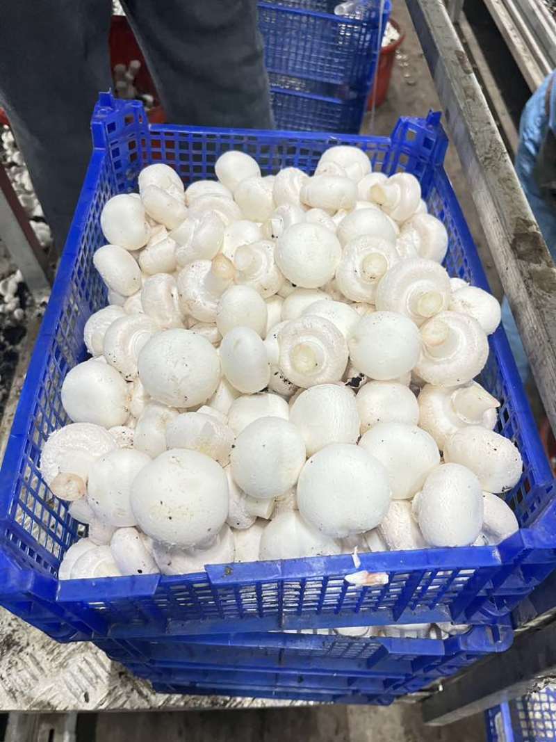 常年供应新鲜双孢菇，各类等级都有，量大从优。