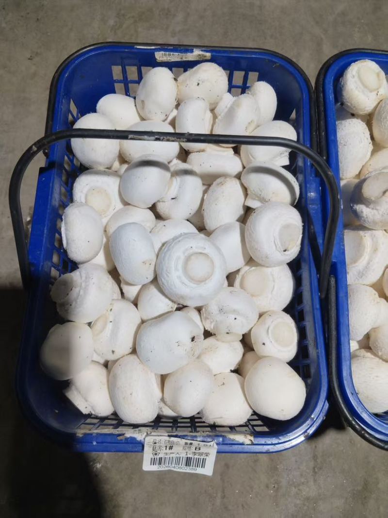常年供应新鲜双孢菇，各类等级都有，量大从优。