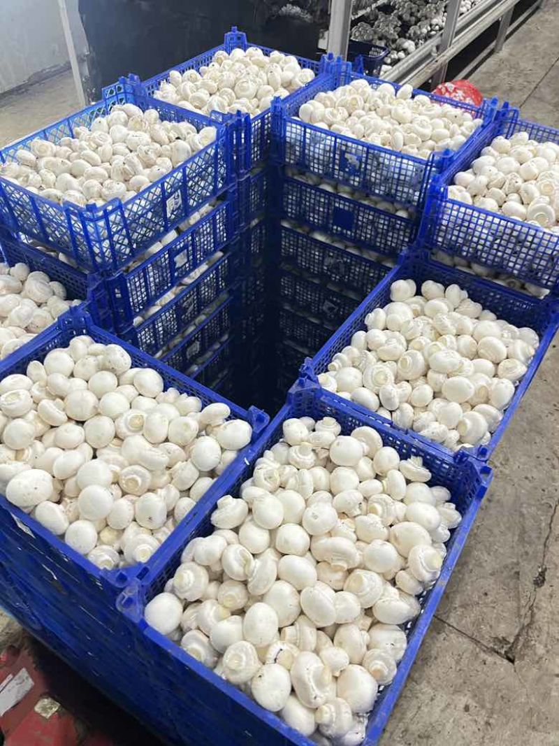 常年供应新鲜双孢菇，各类等级都有，量大从优。