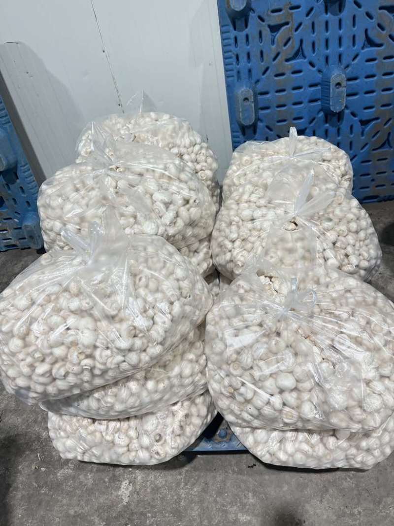 常年供应新鲜双孢菇，各类等级都有，量大从优。