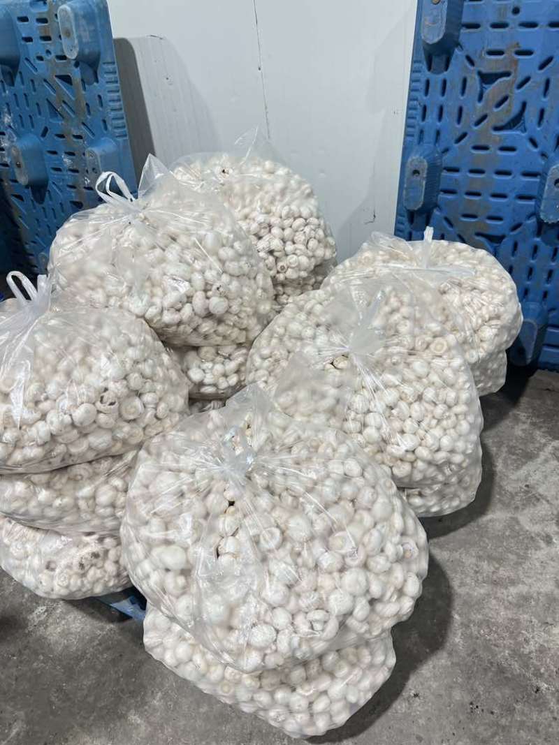 常年供应新鲜双孢菇，各类等级都有，量大从优。