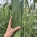白洋淀野生芦苇叶包粽子专用