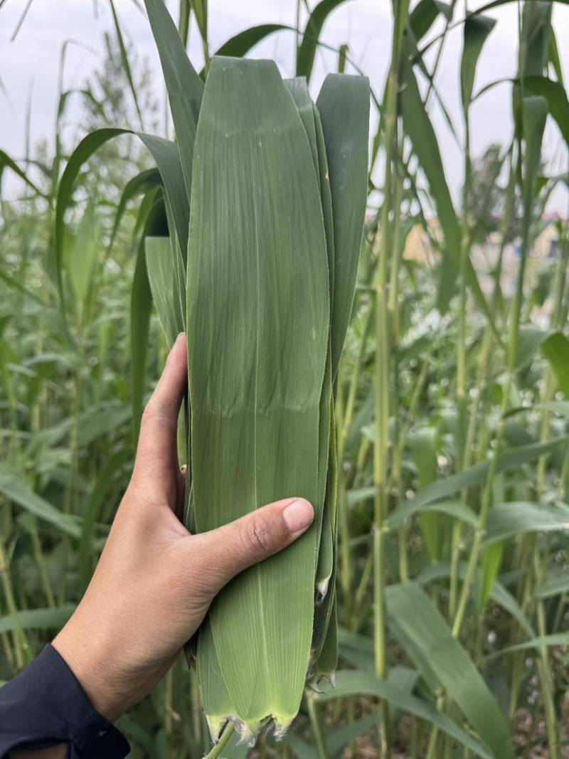 白洋淀野生芦苇叶包粽子专用