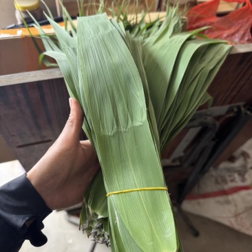 白洋淀野生芦苇叶包粽子专用