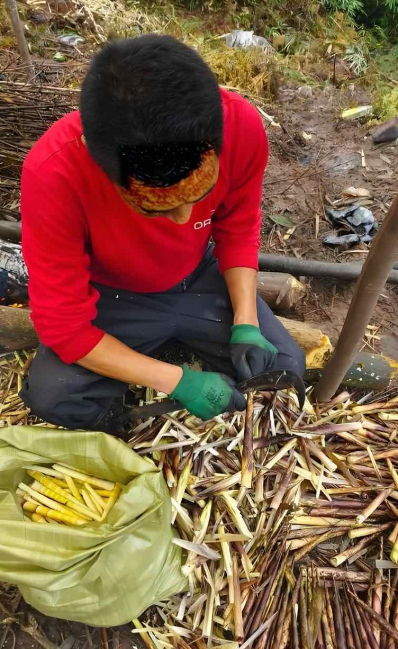 高山野生木竹笋干