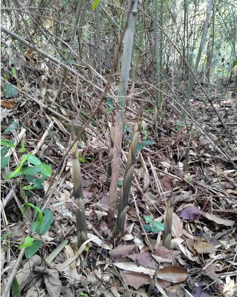 高山野生木竹笋干