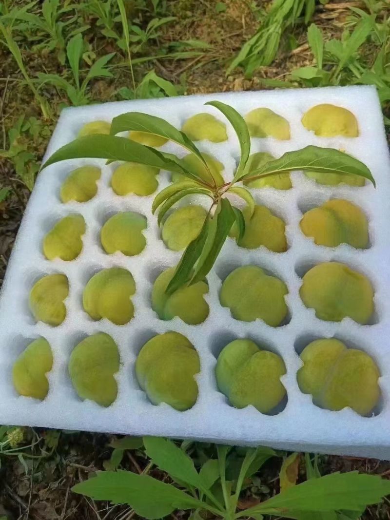 六马蜂糖李