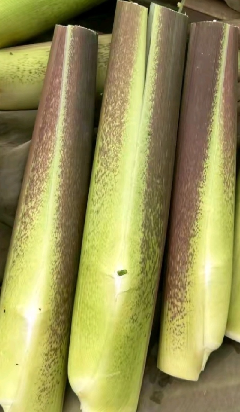 河姆渡茭白
