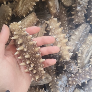 海参