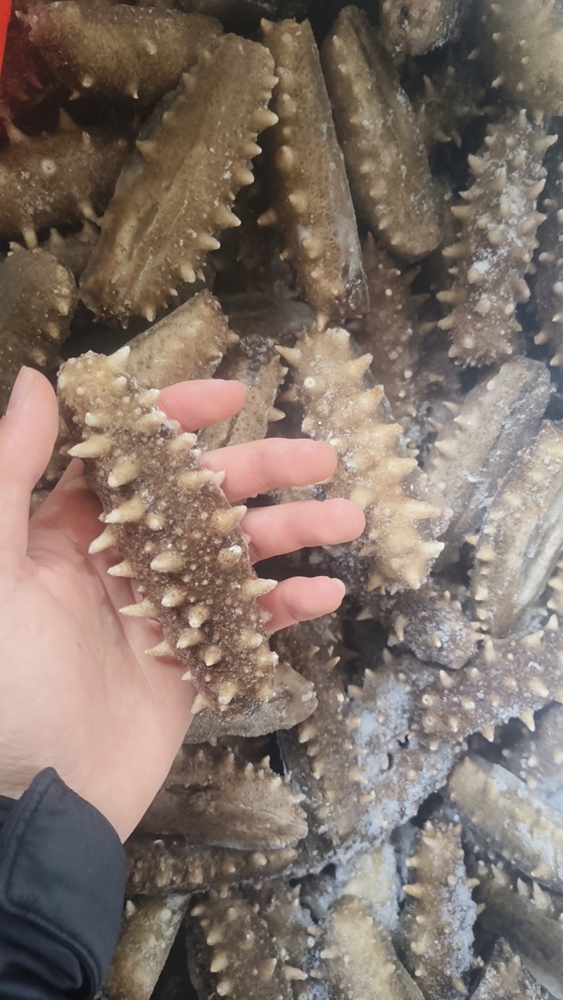 海参