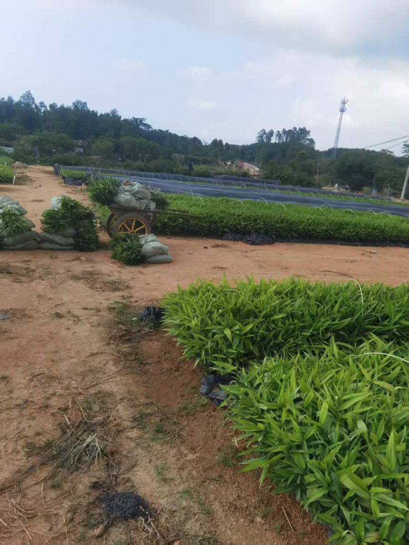 海南白沙青松高产品种益智仁苗