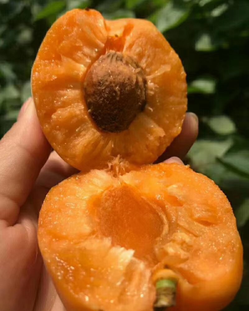 【杏】金太阳杏陕西精品杏产地直发大量供应