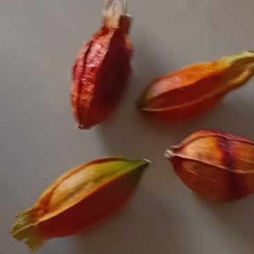 我家是种药栀子，想找客户资源。