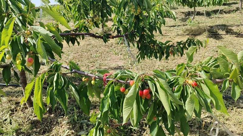 陕西澄城郭家庄樱桃齐早美早沙王俄八桑缇娜萨米特红灯瑞德晓